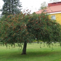 Šermukšnis paprastasis (Sorbus aucuparia) 'Pendula'